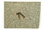 Detailed Fossil March Fly (Plecia) - Wyoming #245650-1